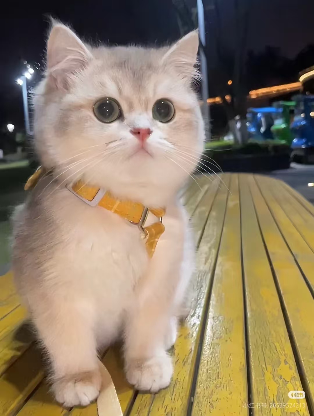 Pippin memorial photo